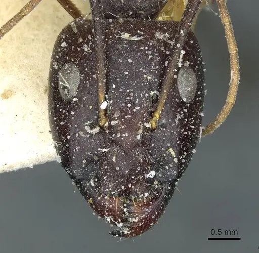 Camponotus sanctus - CASENT0912036