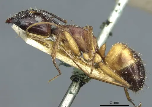 Camponotus sanctus - CASENT0912036