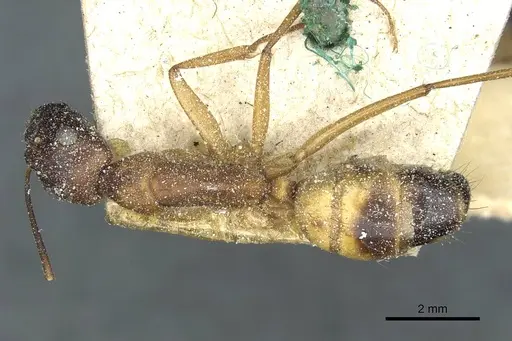 Camponotus sanctus - CASENT0912037