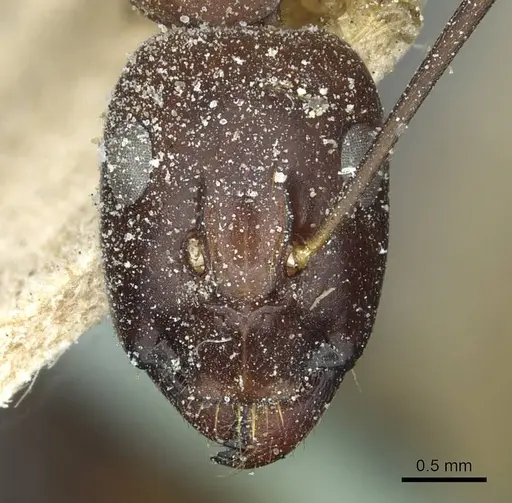 Camponotus sanctus - CASENT0912037