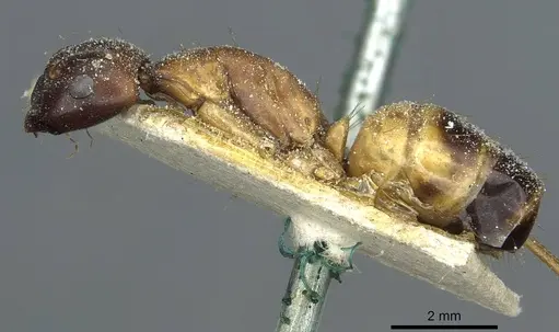 Camponotus sanctus - CASENT0912037
