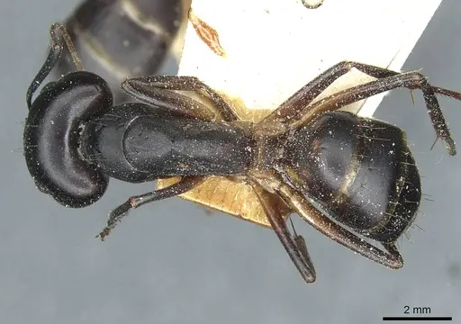 Camponotus sanctus - CASENT0912038