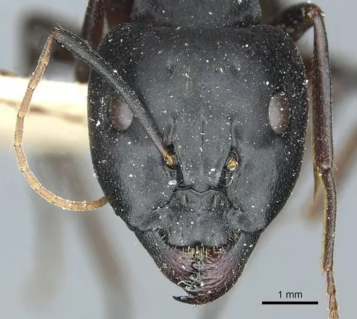 Camponotus sanctus - CASENT0912038
