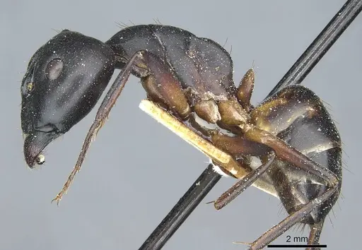 Camponotus sanctus - CASENT0912038