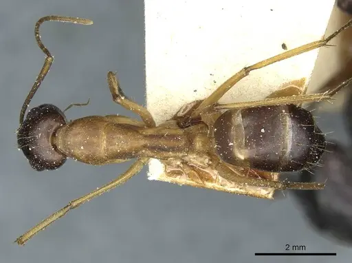 Camponotus sanctus - CASENT0912039