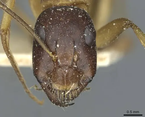Camponotus sanctus - CASENT0912039
