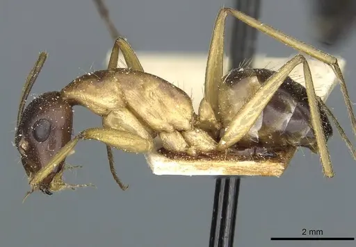 Camponotus sanctus - CASENT0912039