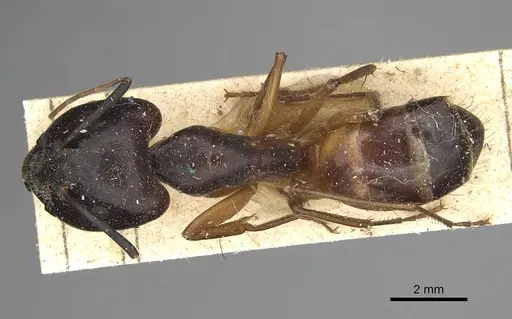 Camponotus sanctus - CASENT0922410