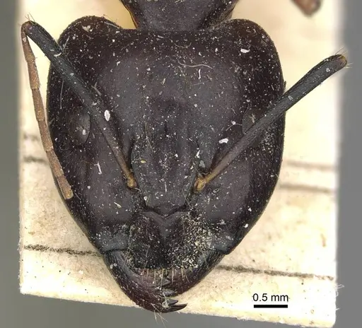 Camponotus sanctus - CASENT0922410