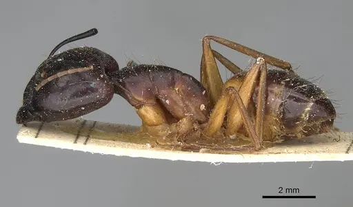 Camponotus sanctus - CASENT0922410
