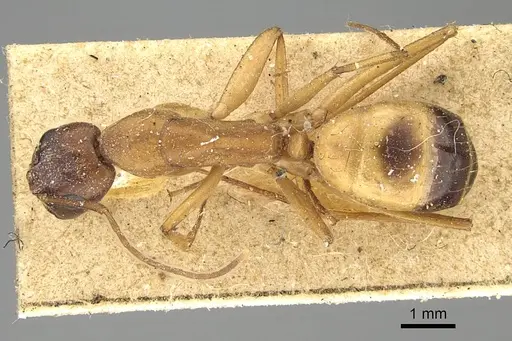 Camponotus sanctus - CASENT0922411