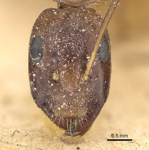 Camponotus sanctus - CASENT0922411