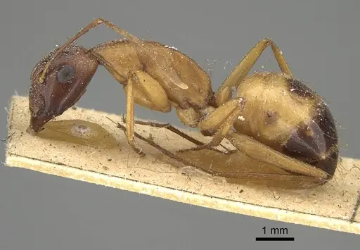 Camponotus sanctus - CASENT0922411
