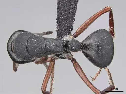 Camponotus sankisianus specimen