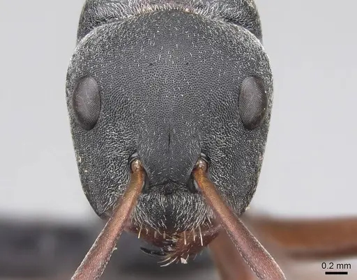 Camponotus sankisianus specimen