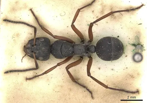 Camponotus sankisianus - CASENT0906860