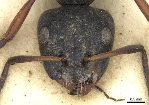 Camponotus sankisianus - CASENT0906860