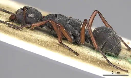 Camponotus sankisianus - CASENT0906860