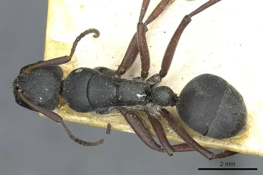 Camponotus sankisianus - RMCAENT000017813
