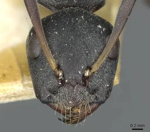 Camponotus sankisianus - RMCAENT000017813