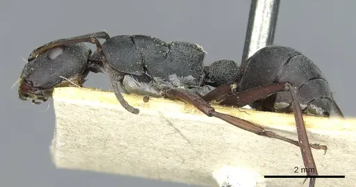 Camponotus sankisianus - RMCAENT000017813