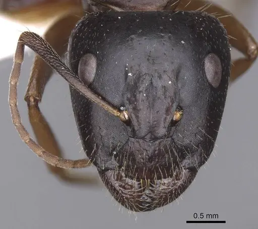 Camponotus sannini specimen