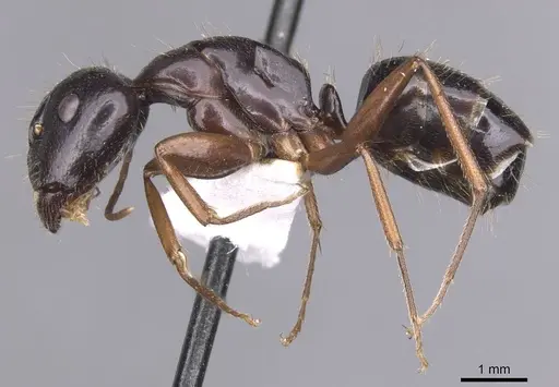 Camponotus sannini specimen