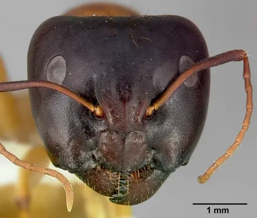 Camponotus sansabeanus specimen