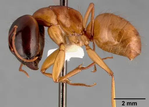 Camponotus sansabeanus specimen