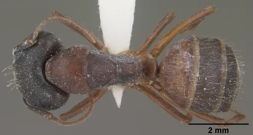 Camponotus sansabeanus - CASENT0102779