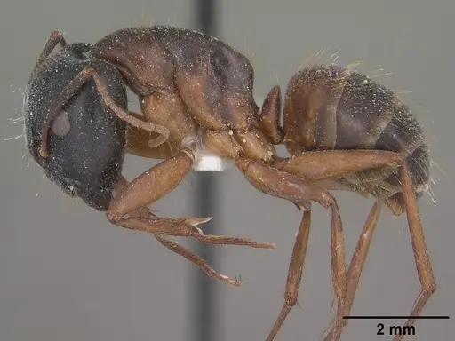 Camponotus sansabeanus - CASENT0102779
