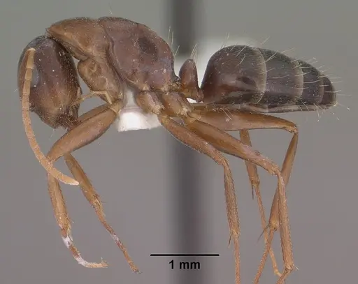 Camponotus sansabeanus - CASENT0102780