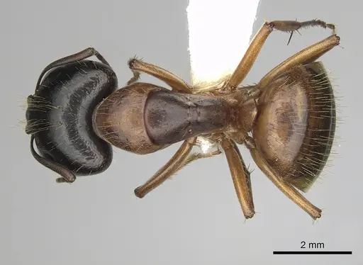 Camponotus sansabeanus - CASENT0280033