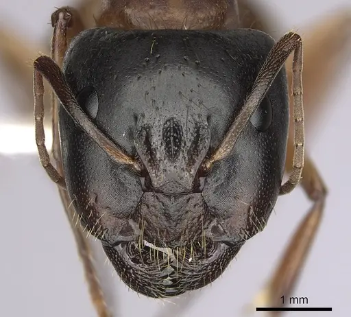 Camponotus sansabeanus - CASENT0280033