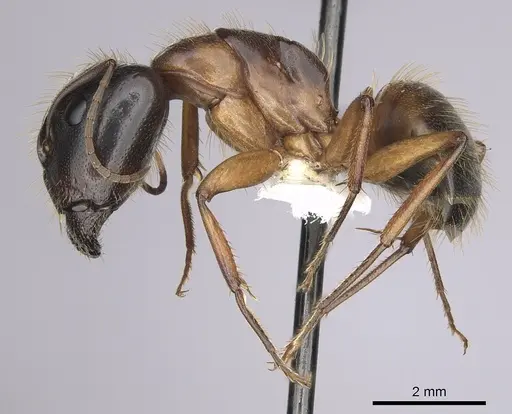 Camponotus sansabeanus - CASENT0280033