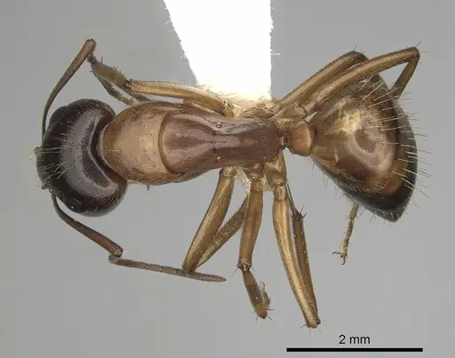 Camponotus sansabeanus - CASENT0280034