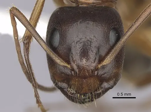 Camponotus sansabeanus - CASENT0280034