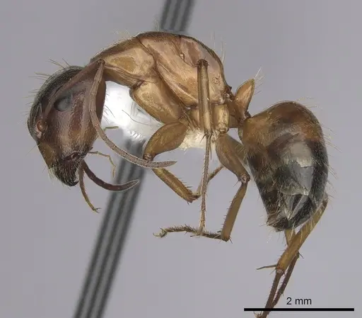 Camponotus sansabeanus - CASENT0280034