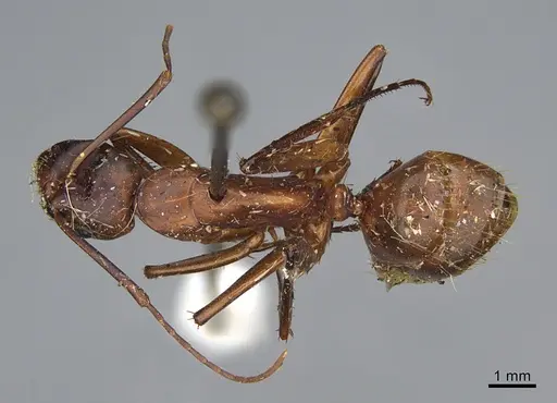 Camponotus sansabeanus - CASENT0840931