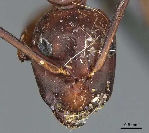 Camponotus sansabeanus - CASENT0840931