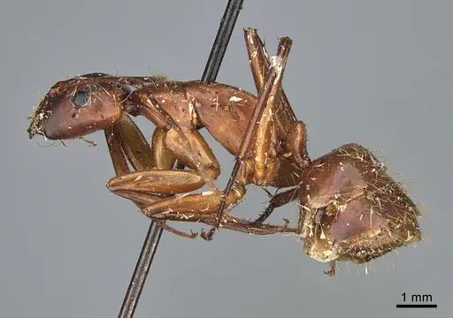 Camponotus sansabeanus - CASENT0840931