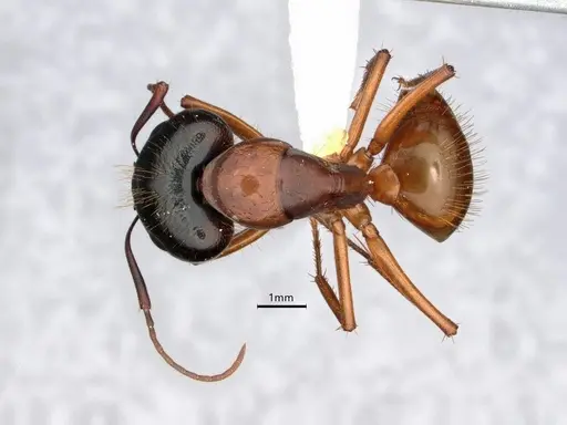 Camponotus sansabeanus - CASENT0882211