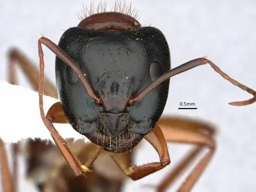 Camponotus sansabeanus - CASENT0882211