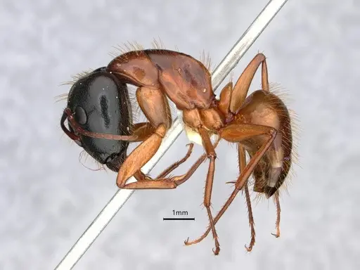 Camponotus sansabeanus - CASENT0882211