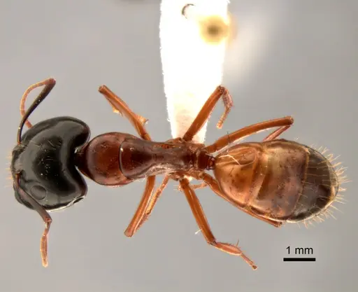 Camponotus sansabeanus - CASENT0882276