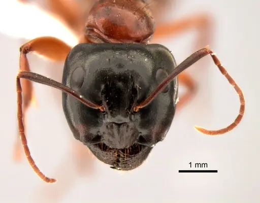 Camponotus sansabeanus - CASENT0882276