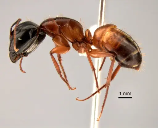 Camponotus sansabeanus - CASENT0882276