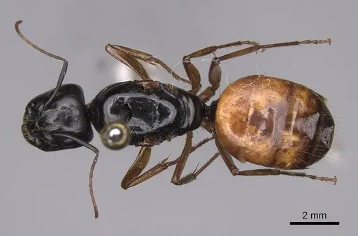 Camponotus sansabeanus - CASENT0923032