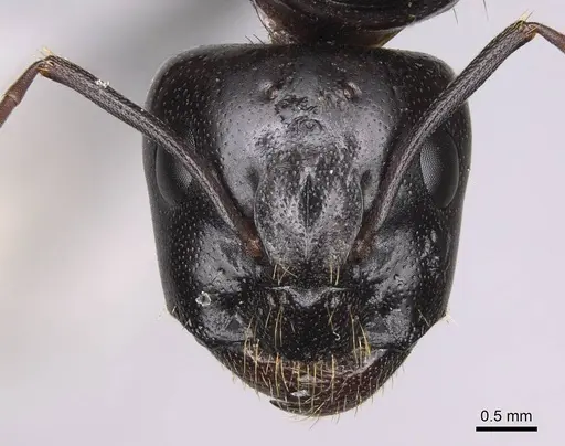 Camponotus sansabeanus - CASENT0923032