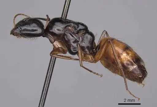 Camponotus sansabeanus - CASENT0923032
